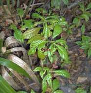 Plancia ëd Psychotria ligustrifolia (Northr.) Millsp.