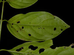 Image of Tetrapterys tinifolia Triana & Planch.