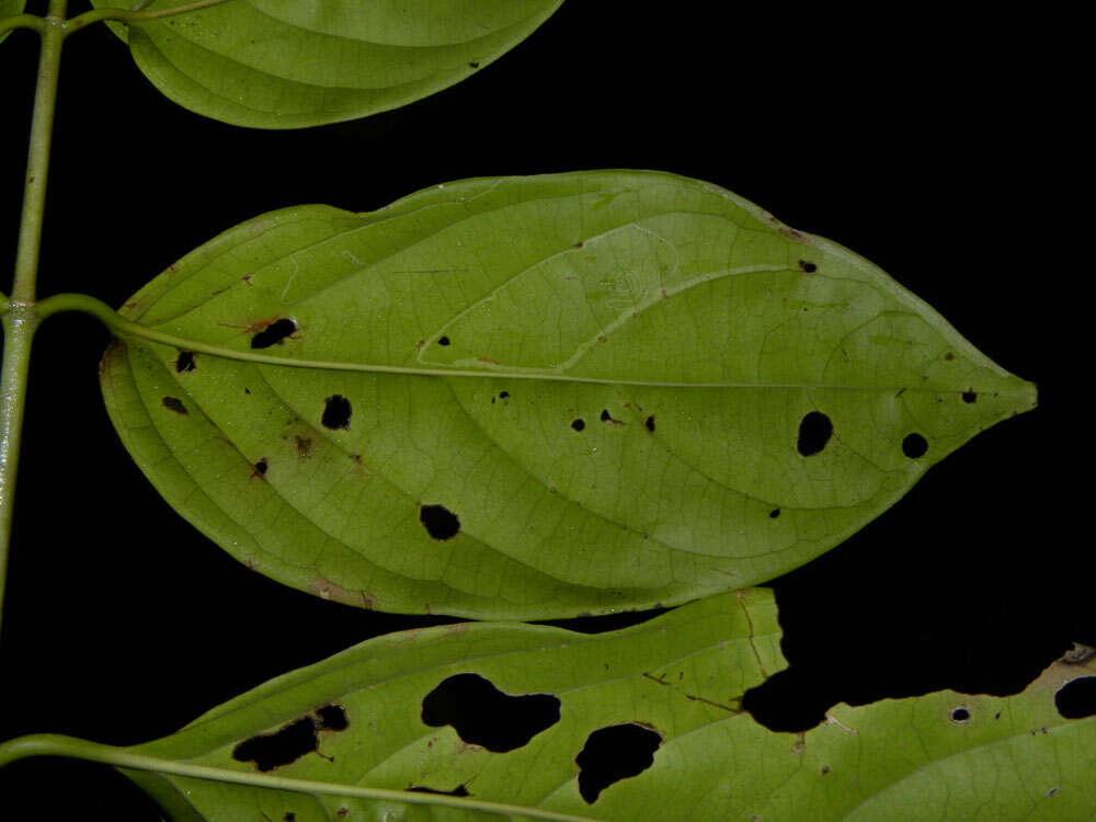 Image de Tetrapterys tinifolia Triana & Planch.