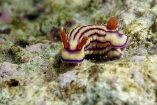 Image of Orange gilled purple lined white slug