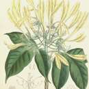 Image of Euadenia eminens Hook. fil.