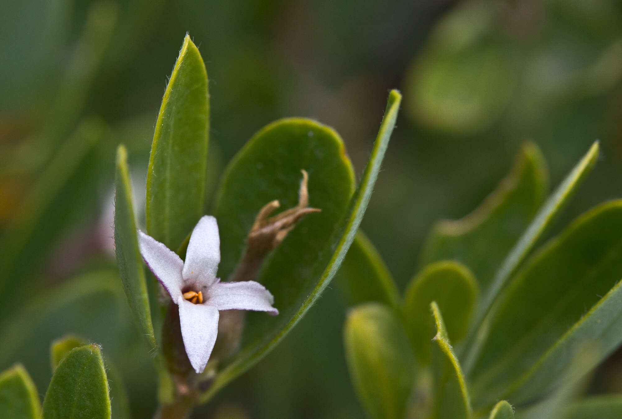 Image of Olive Daphne