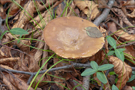 Image of Lactarius luridus (Pers.) Gray 1821