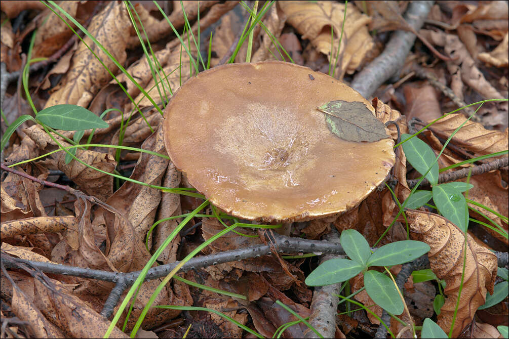 Image de Lactarius luridus (Pers.) Gray 1821