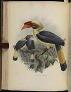 Image of Mindanao hornbill