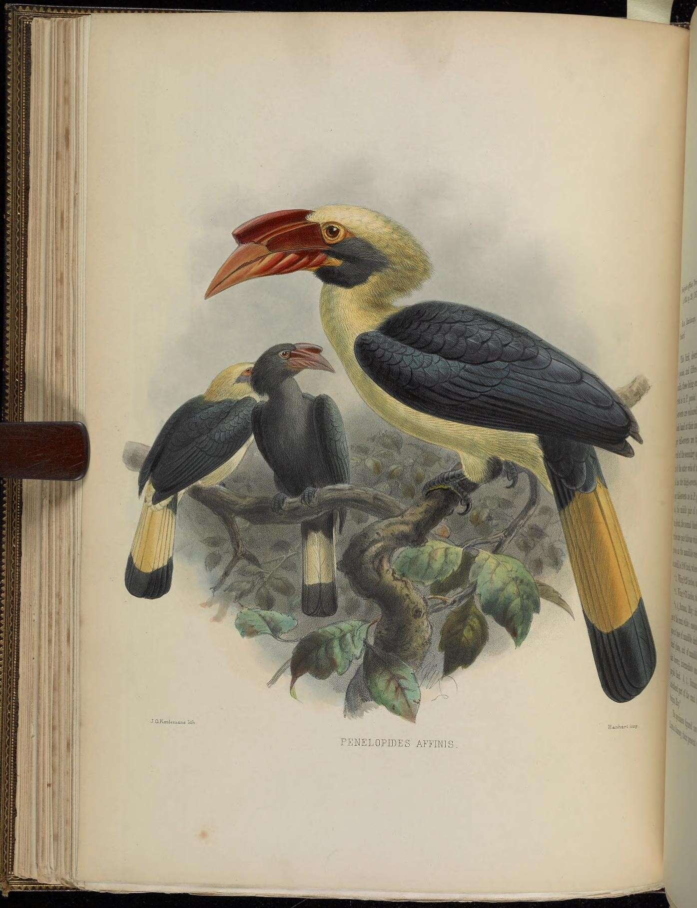 Image of Mindanao hornbill