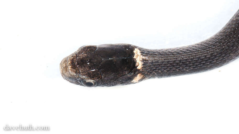 Image of Red-bellied Snake