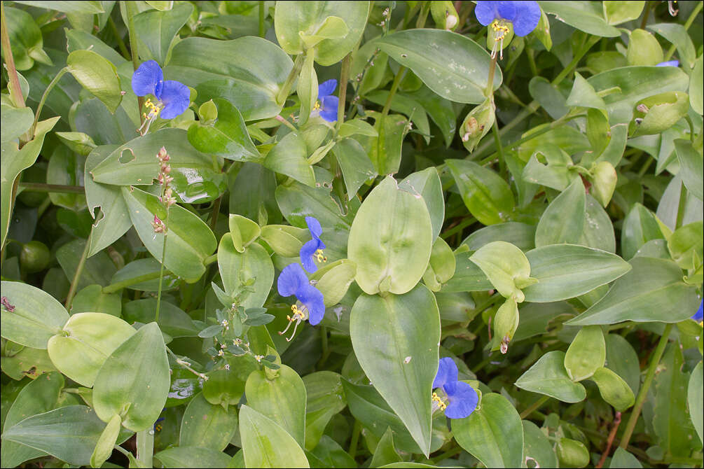 Image of dayflower