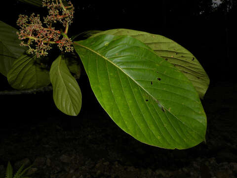 Image of Ocotea rivularis Standley & L. O. Williams