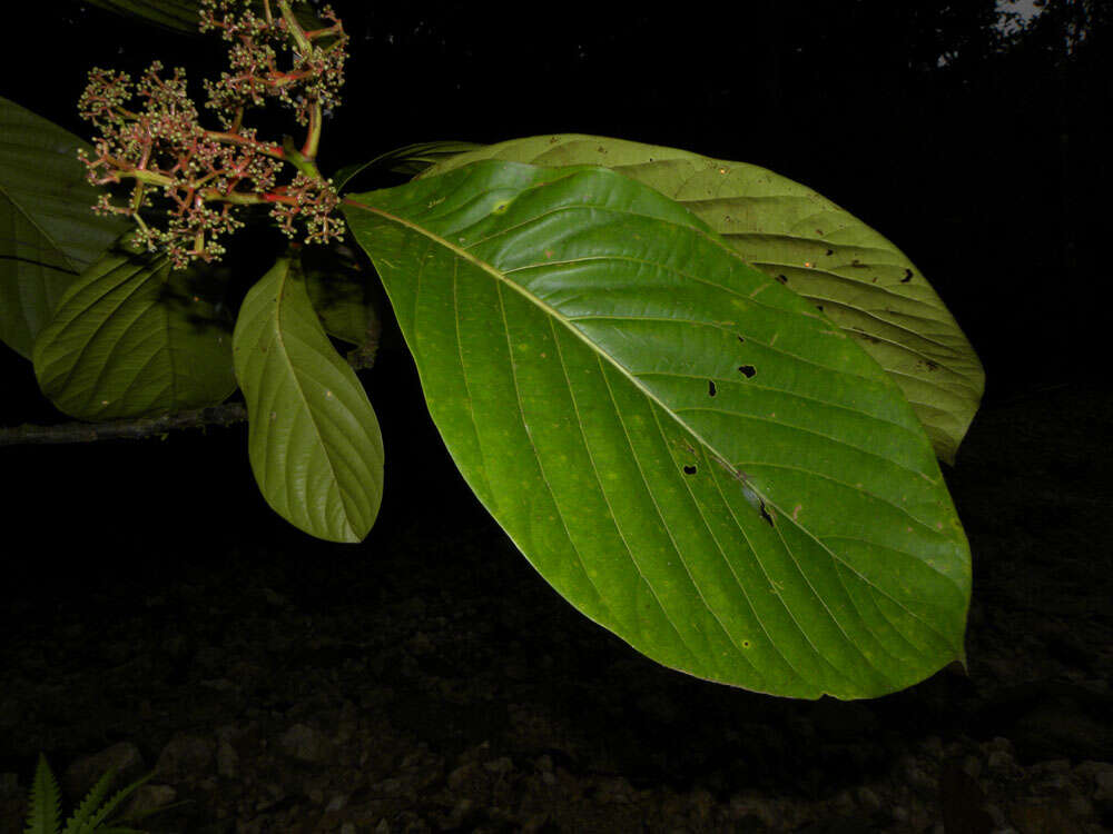 Plancia ëd Ocotea rivularis Standley & L. O. Williams