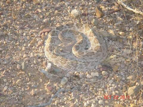 Image of Western Diamond-backed Rattlesnake