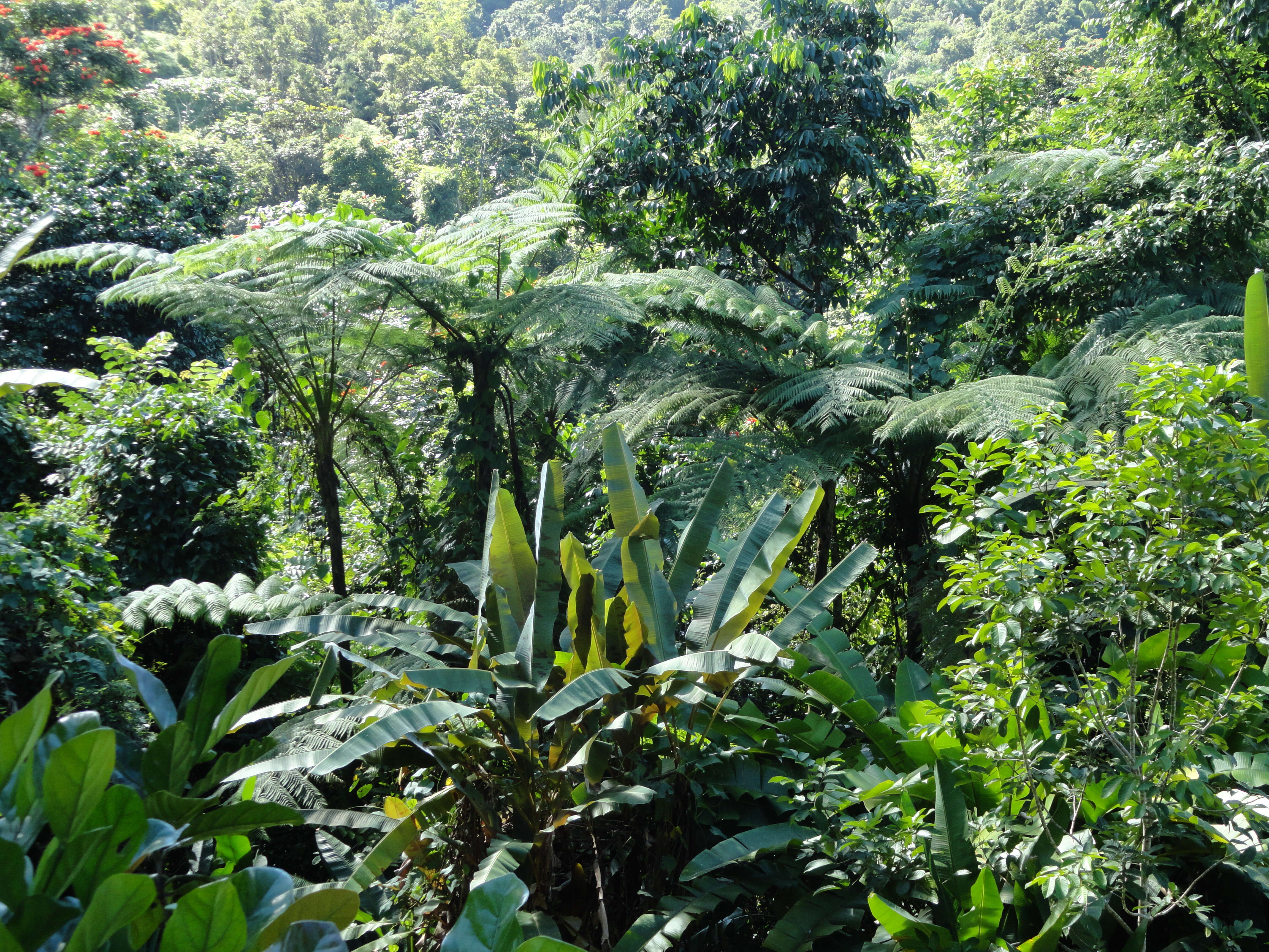 Image of scaly tree ferns