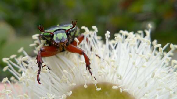 Image of Fiddler Beetle