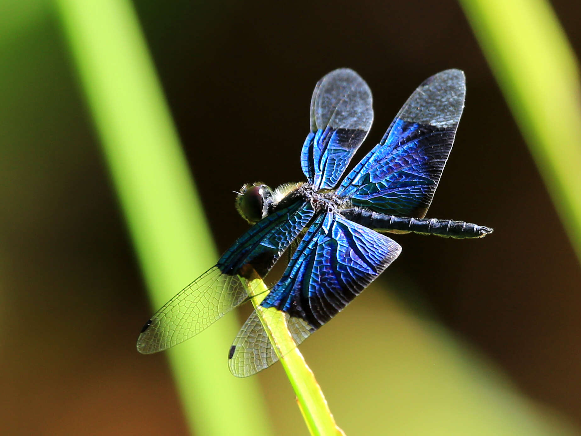 Image of Rhyothemis resplendens Selys 1878