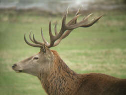 Image of Cervus Linnaeus 1758