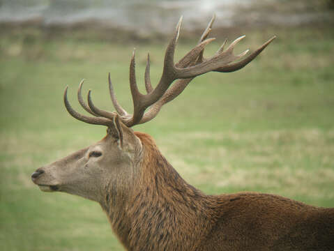 Image of Red Deer