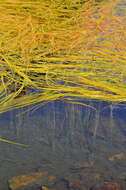 Image of bur-reed