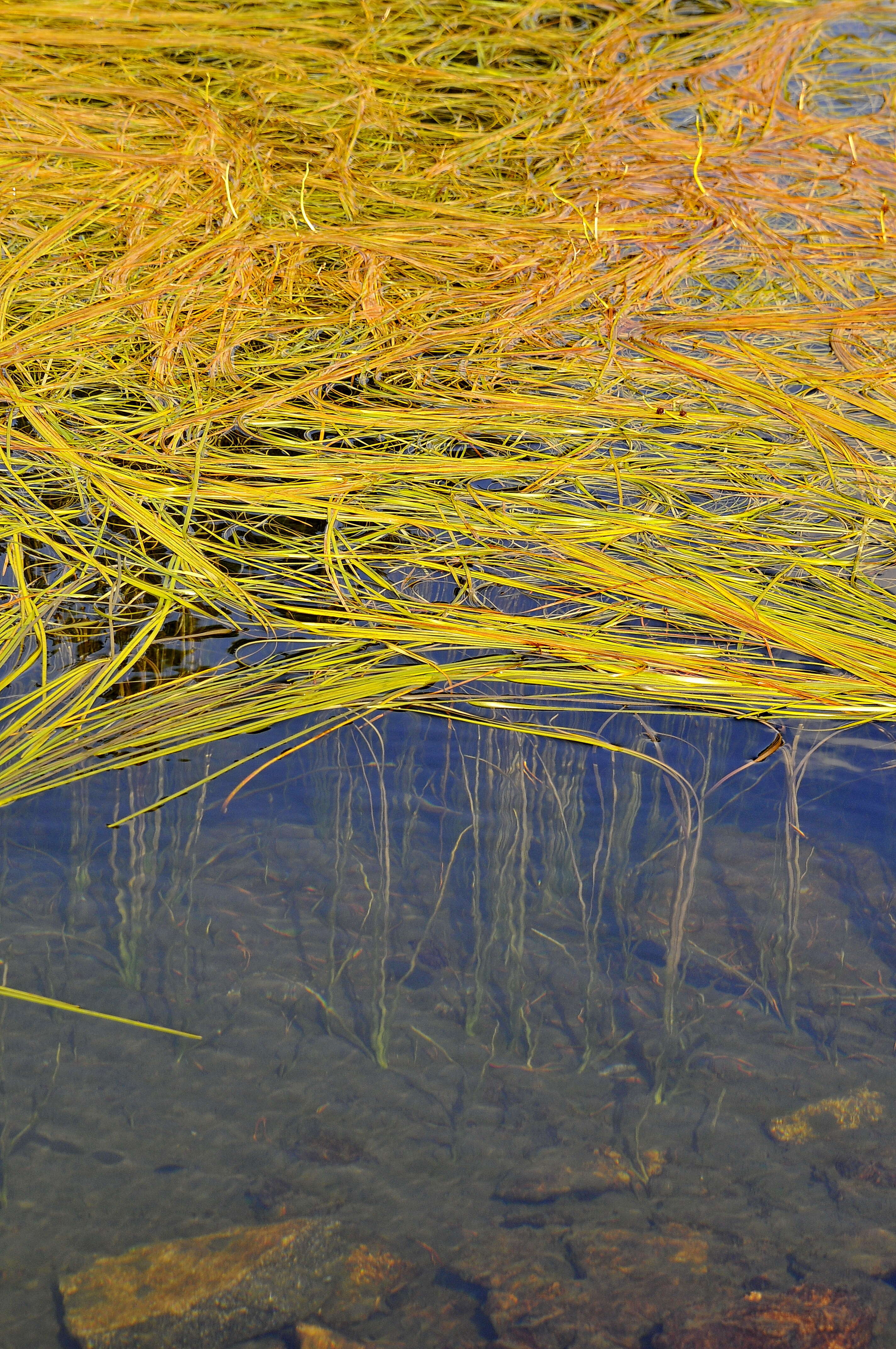 Image of Floating Bur-reed