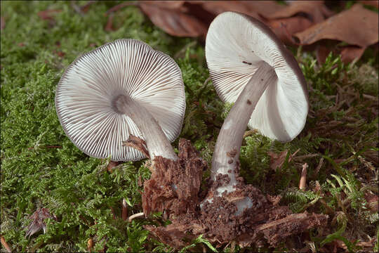 Image of conifer shield