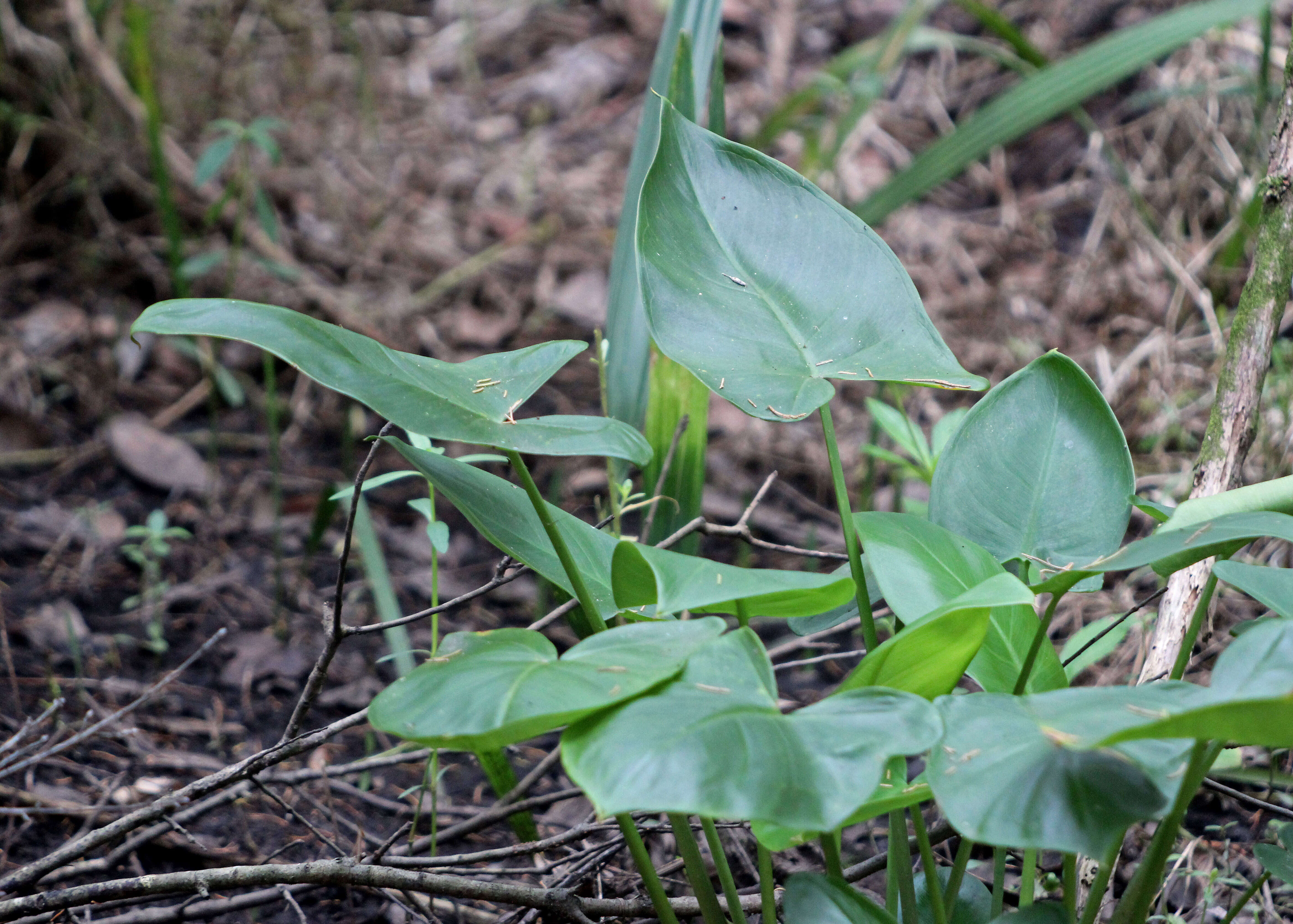 Image of green arrow arum