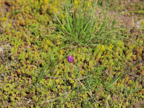 Image of Astragalus onobrychis L.