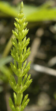 Image of field horsetail