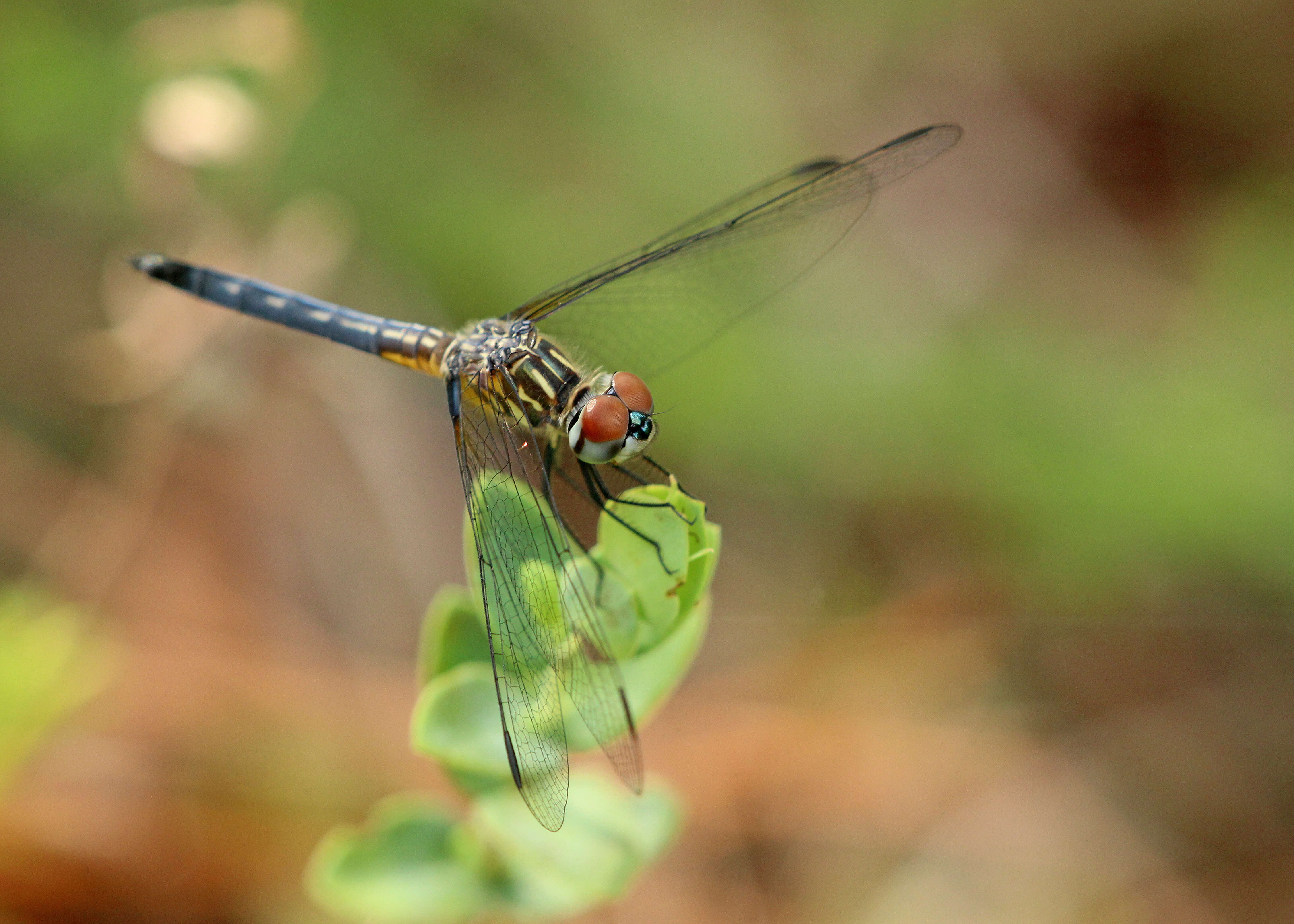 Image of Blue Dasher