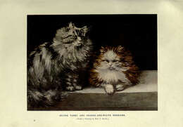 Image of Small Cats