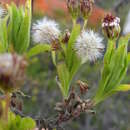 Image de Tetramolopium arenarium subsp. arenarium