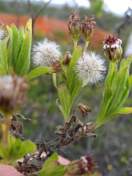 Image de Tetramolopium arenarium (A. Gray) Hillebr.