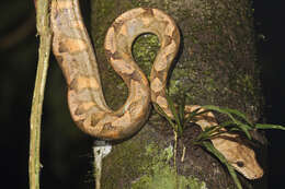 Image of Ringed Tree Boa