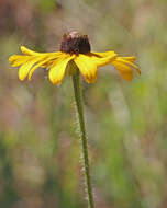 Image of blackeyed Susan