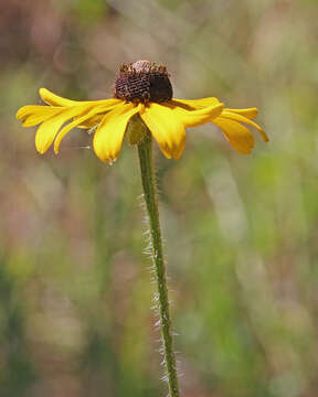 Image of blackeyed Susan