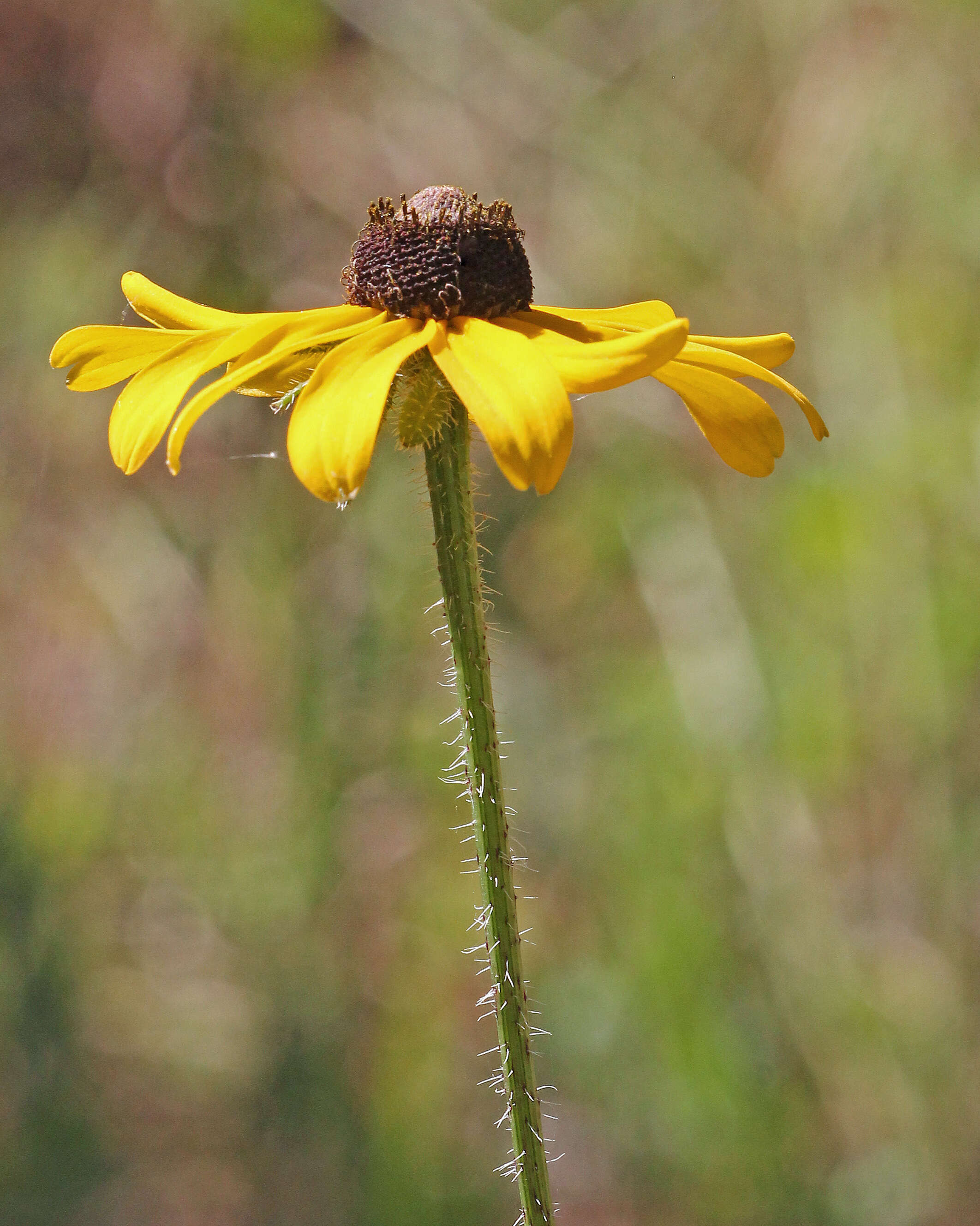 Image of coneflower