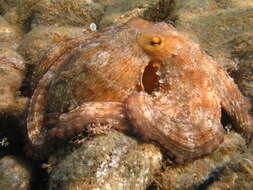 Image of Octopodidae d'Orbigny 1840