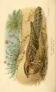 Image of Red-necked Nightjar