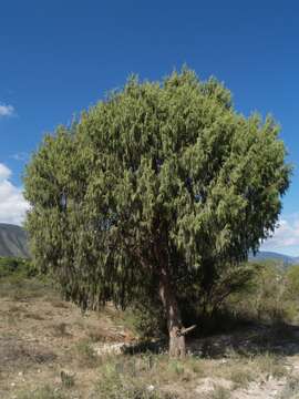 Image of Drooping Juniper