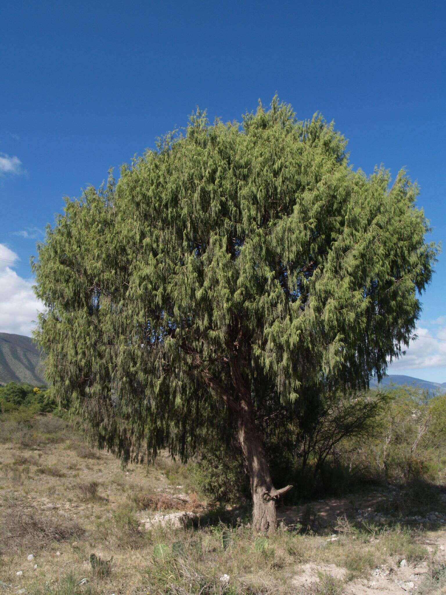 Image of juniper