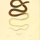 Image of Eastern Ribbon Snake