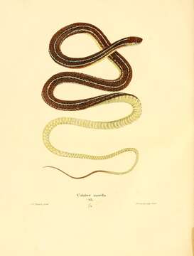 Image of Eastern Ribbon Snake