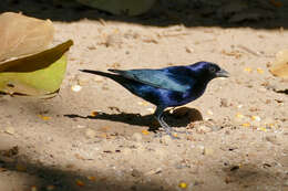 Image of Cowbird