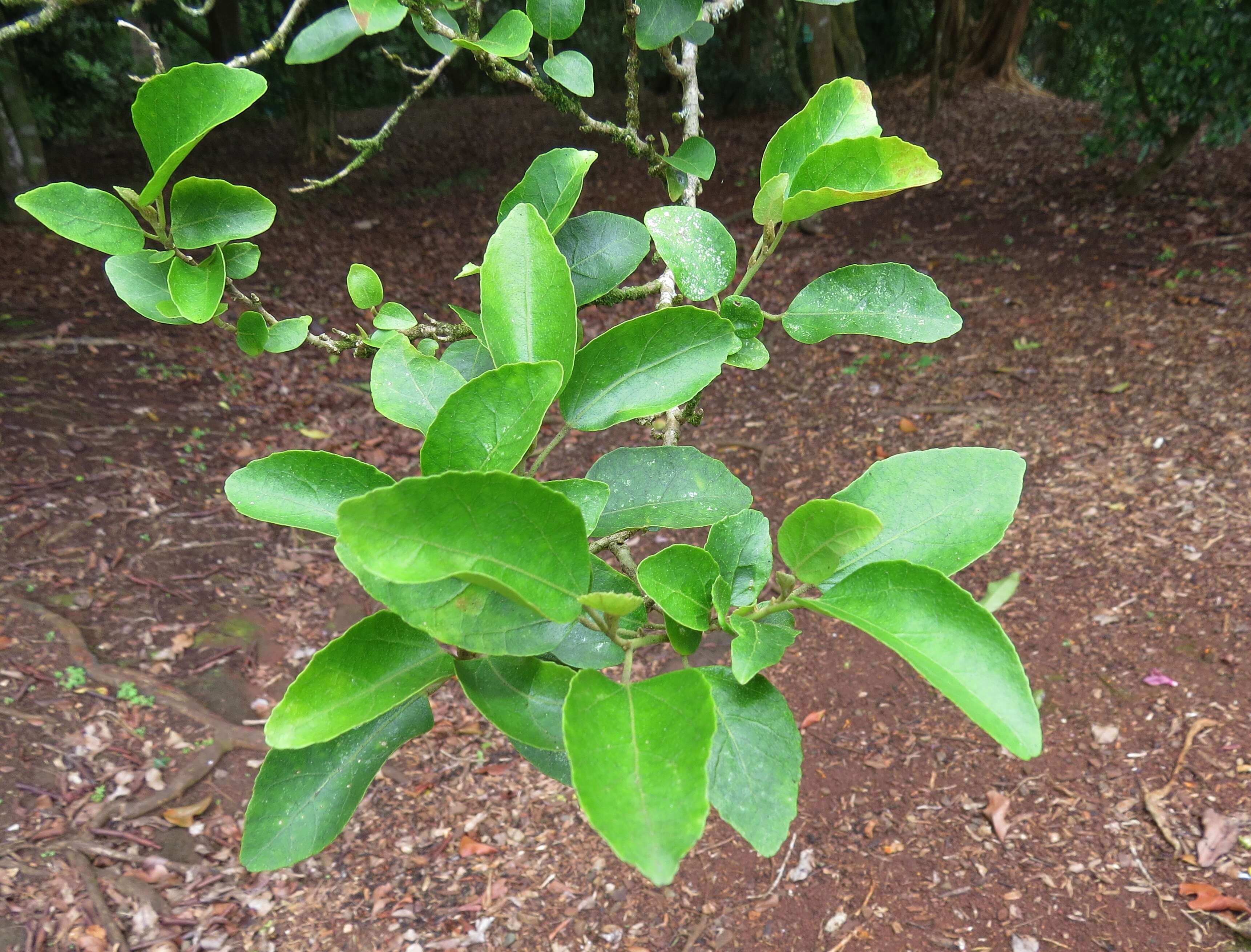 Image of Philip Island hibiscus