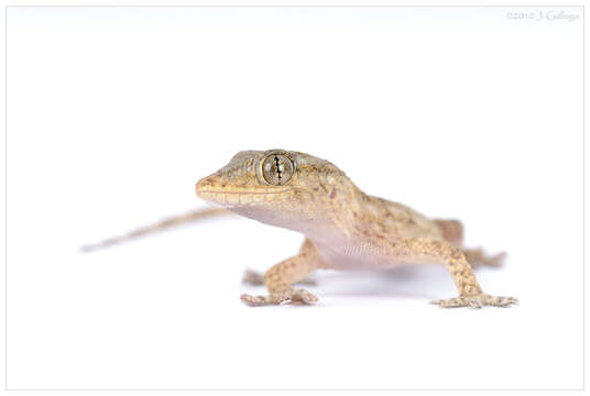 Image of American Wall Gecko