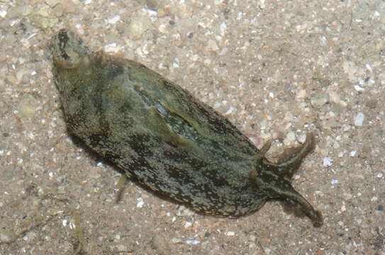 Image of spotted sea hare