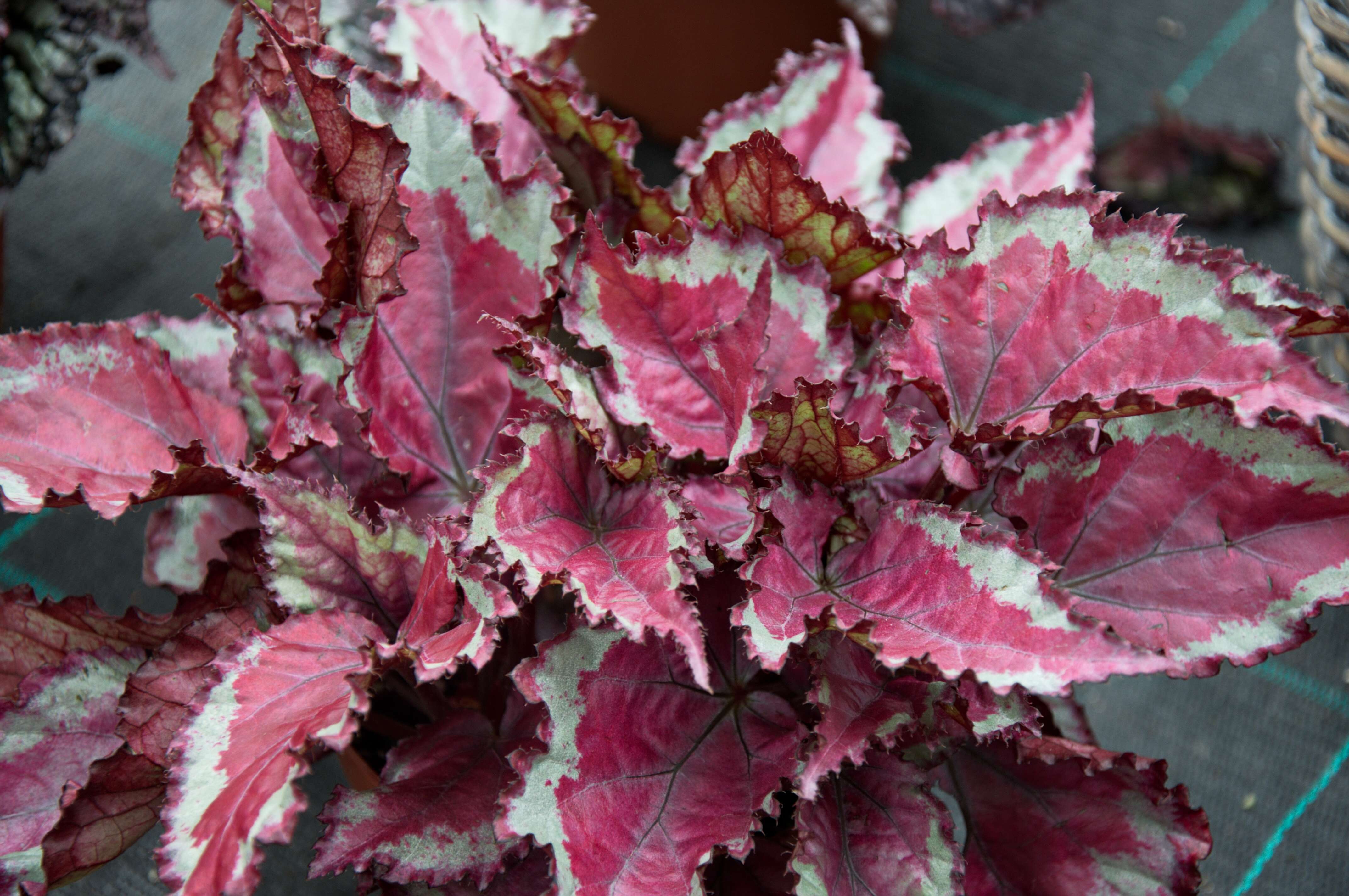 Image of Begonia rex Putz.