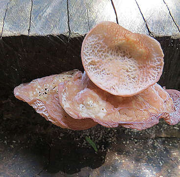 Image of Auricularia delicata (Mont. ex Fr.) Henn. 1893