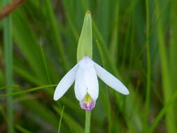 Image of pogonia