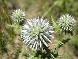 Image of globethistle