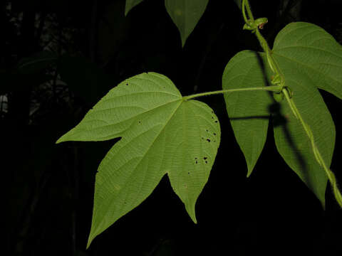 Image of Dalechampia osana Armbr.