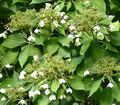 Image of hydrangea